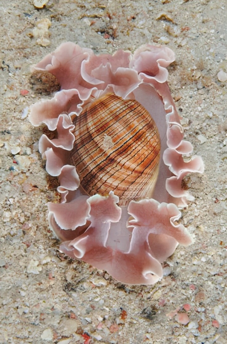 各种各样的真的小蜗牛,美丽的蜗牛图片