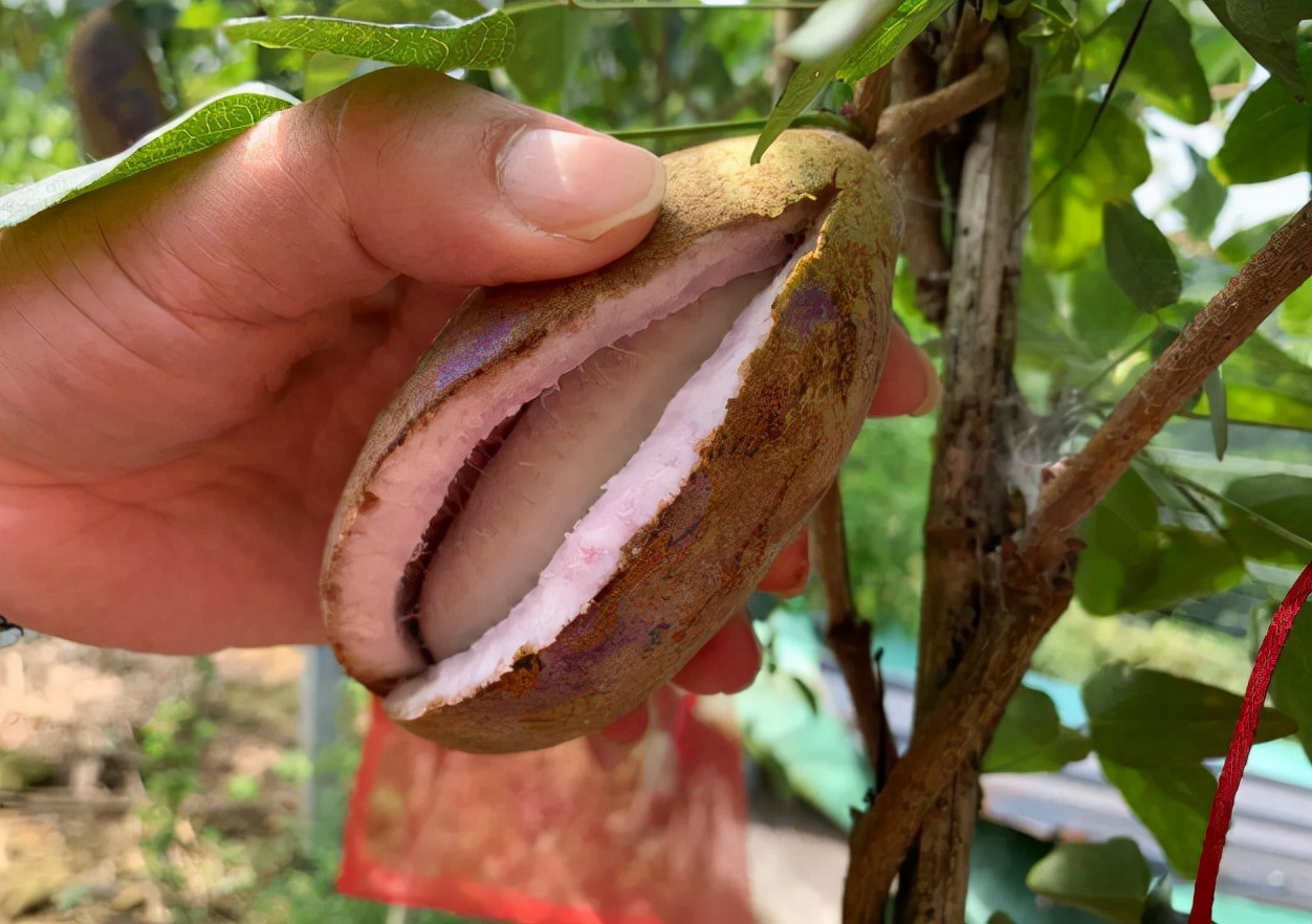 八月炸又名什么,八月炸和什么水果味道一样