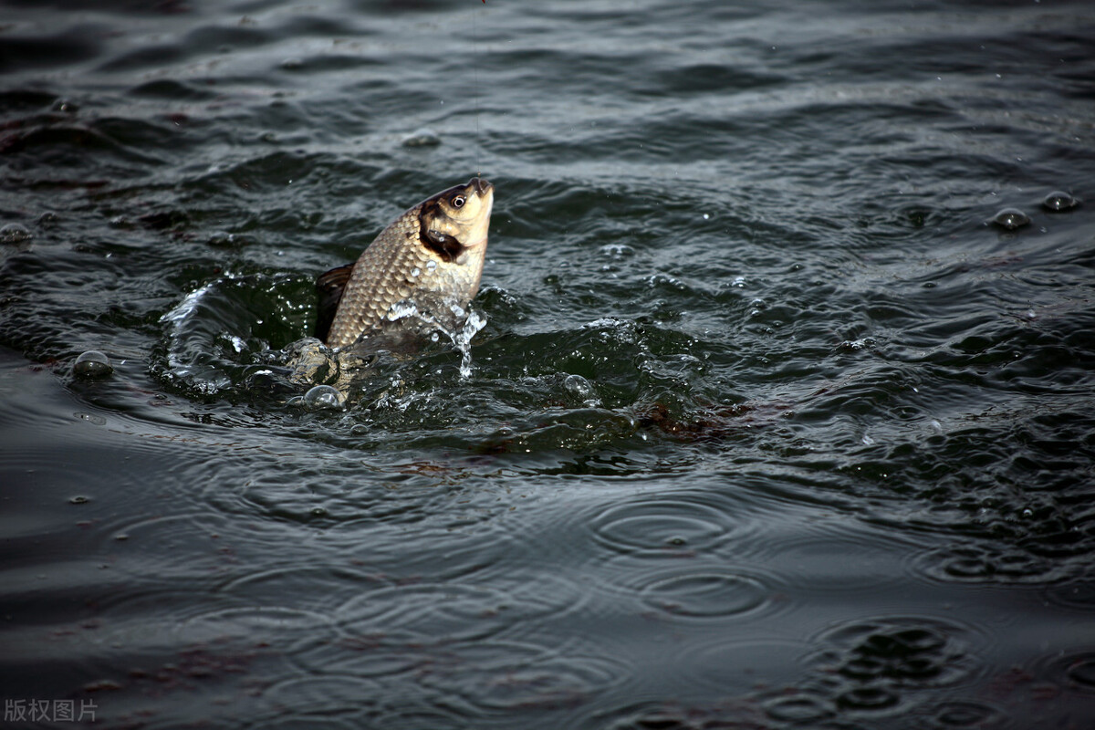 野钓鲫鱼绝密技巧大全,野钓钓鲫鱼技巧详解全攻略