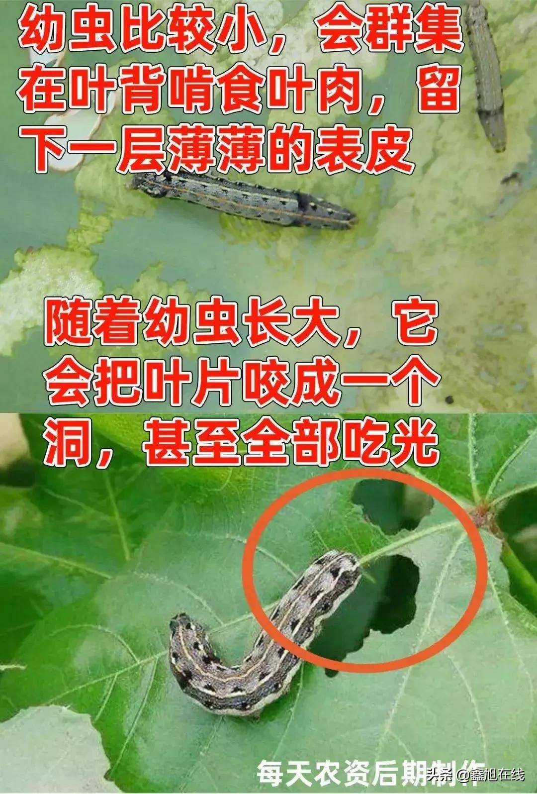 9大肉虫防治，赶紧认清