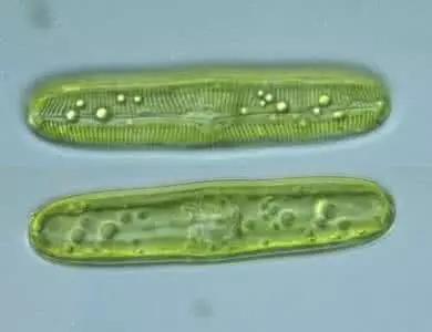 鱼类水产养殖需要哪些藻类,水产养殖显微镜下各种藻类