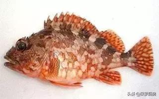 海鲜大荟萃,常见贝壳类海鲜