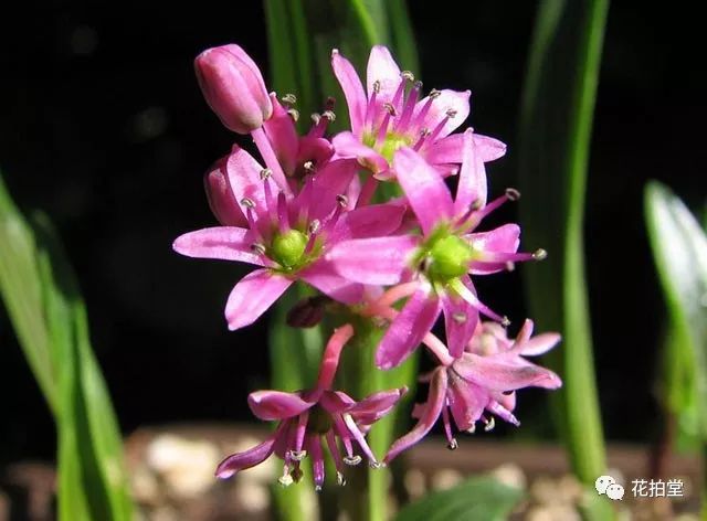 日本山野草缟缦穗，形态小巧可爱，花*诱色**人，好养易活！
