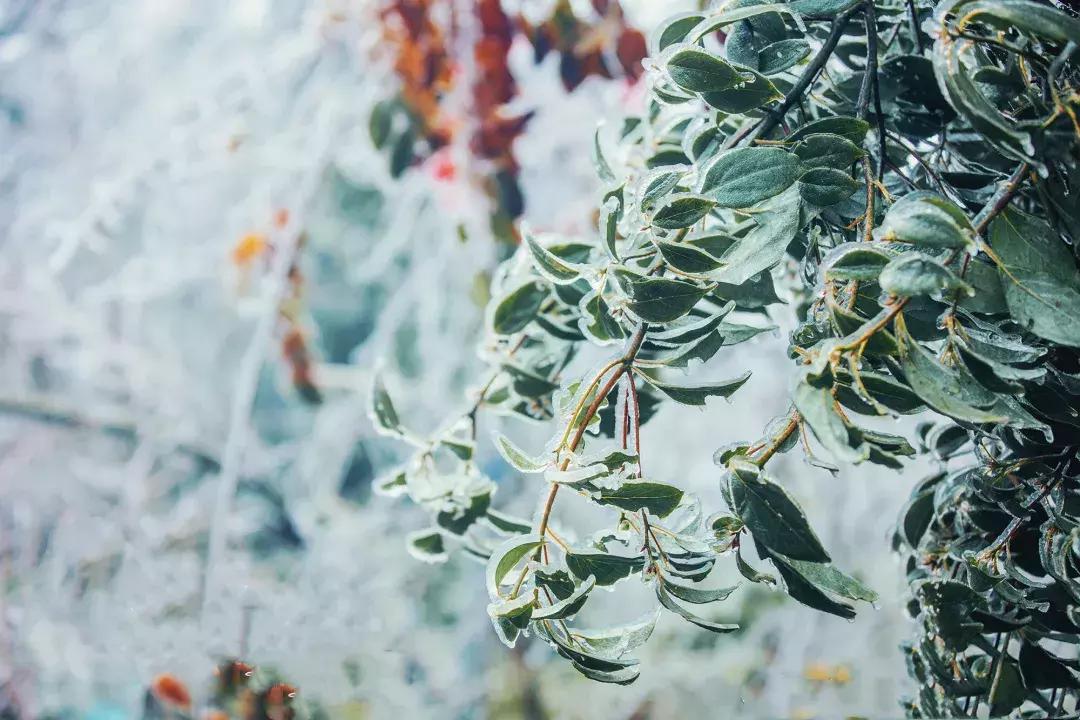 贵阳云雾山云海,贵阳云雾山雾凇旅游攻略