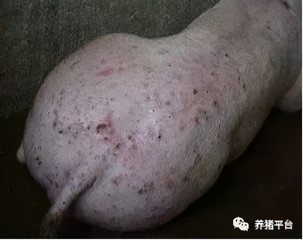 母猪毒素蓄积引起亚健康，导致一系列繁殖障碍，怎么解决？