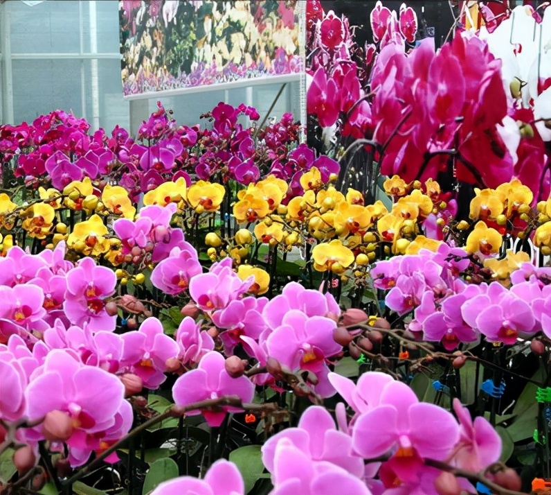 鍏拌姳绉嶇被鍥鹃壌,鐪嬭姦澶磋鲸鍏拌姳绉嶇被