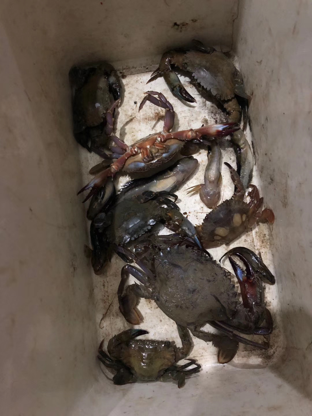 抓螃蟹的笼子自制教程,制作螃蟹笼捉螃蟹来吃