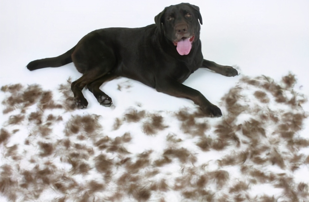 拉布拉多串串狗的缺点和优点,顶级拉布拉多幼犬的优点和缺点