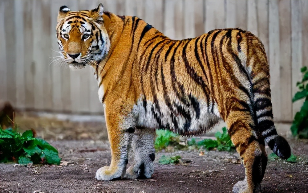 大象为何不怕食肉动物,大象骆驼几乎没有天敌食肉动物