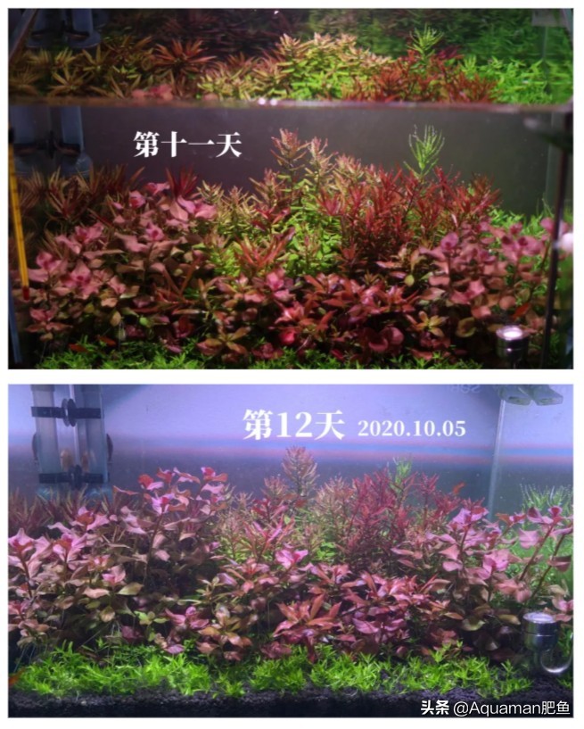 便宜又好养的水草推荐,好养又便宜的水草推荐