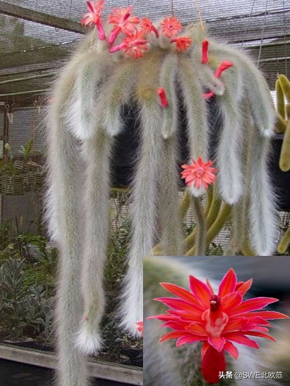 好养的北欧风大型绿植 (12款北欧风格绿植轻松打造ins风)