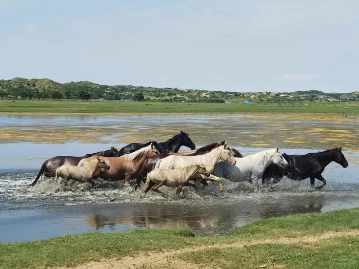 锡林郭勒草原冬天骑马,锡林郭勒盟大草原骑马