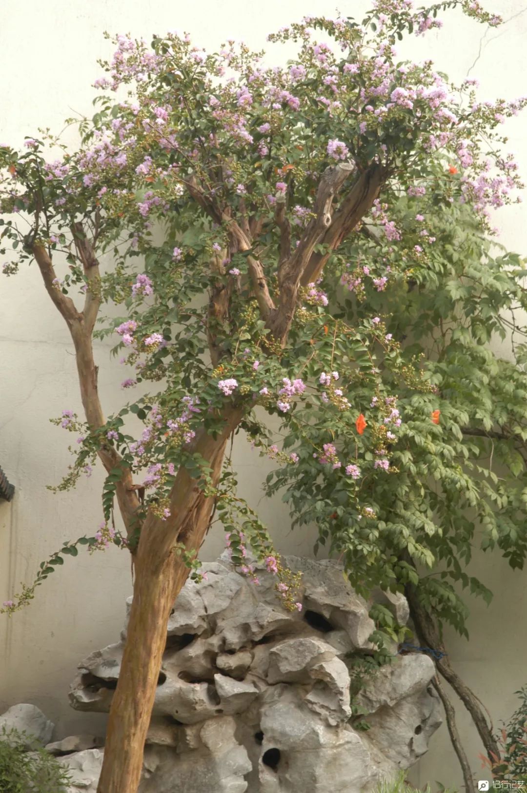 大叔花700万建的花园别墅,太湖石苏州