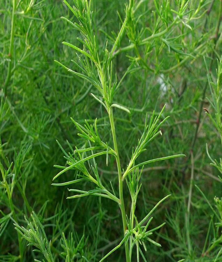 适合山东地区种植的珍稀树种,十种常见观赏草有哪些
