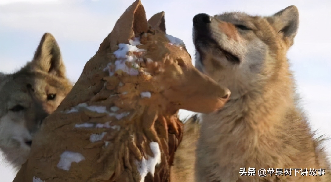 第一只被人类养大回归狼群的狼,一只狼在被人类养大后回归狼群