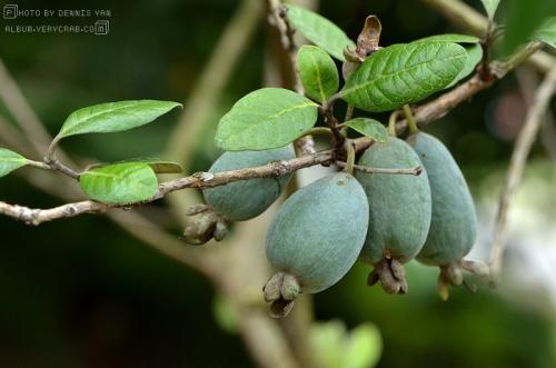 世界这么大你知道有几种水果吗,世界上都有哪些可以吃的水果