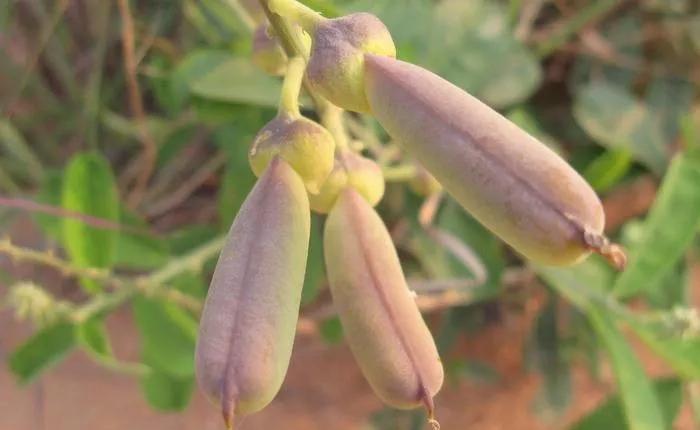 25种常见有毒的花草树木,警惕50种有毒植物