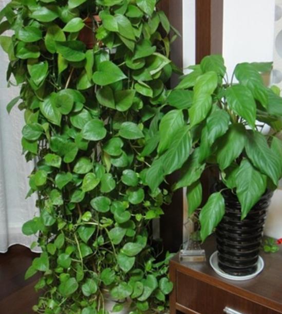 绿萝怎么浇水才养得旺盛,怎样给绿萝浇水才能长得更旺盛