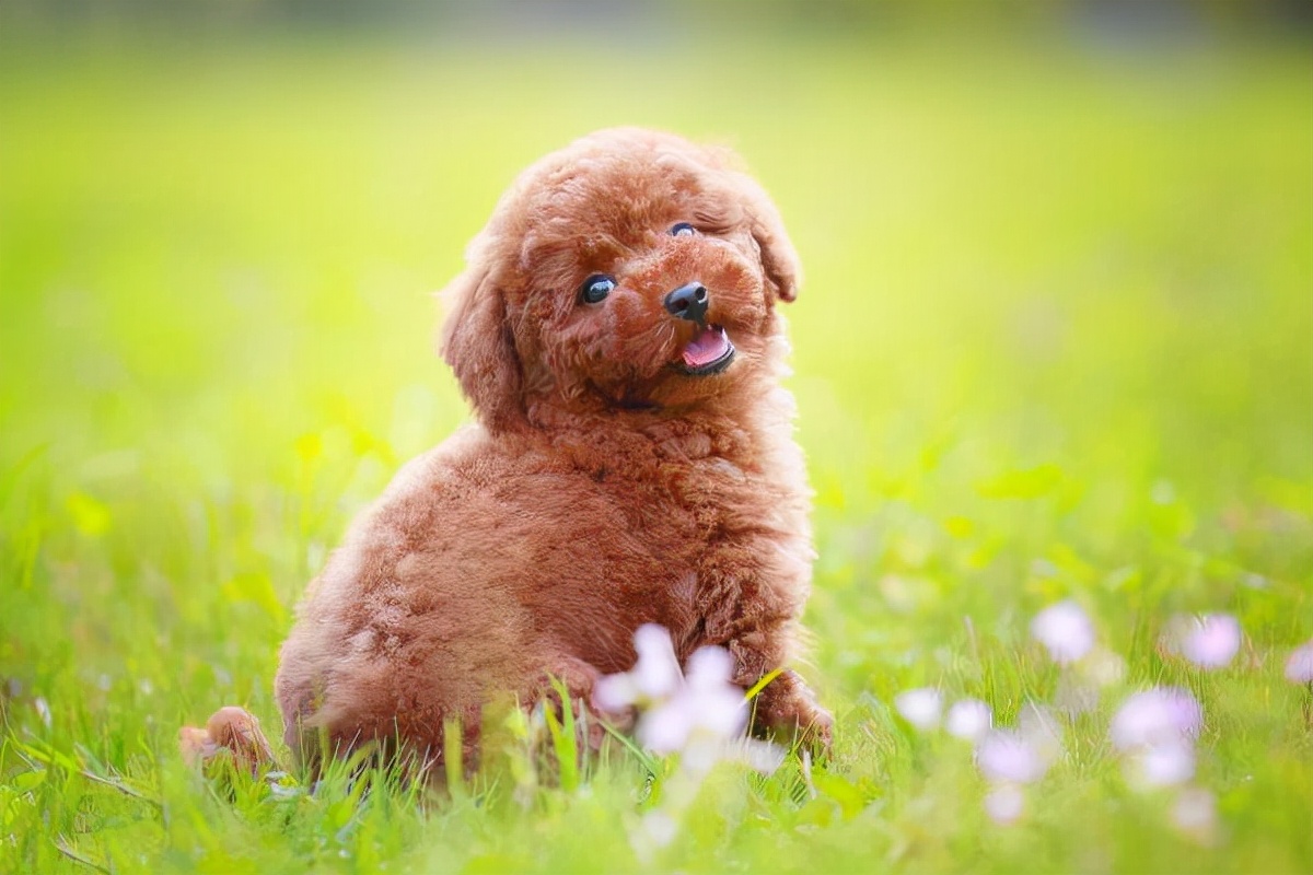 泰迪交配时,不要强行将它们分开,这样伤害很大