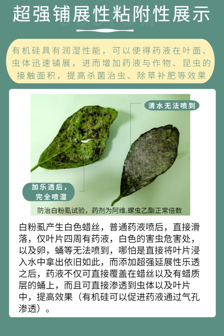 治蚧壳虫的土方法,用药指南蚧壳虫