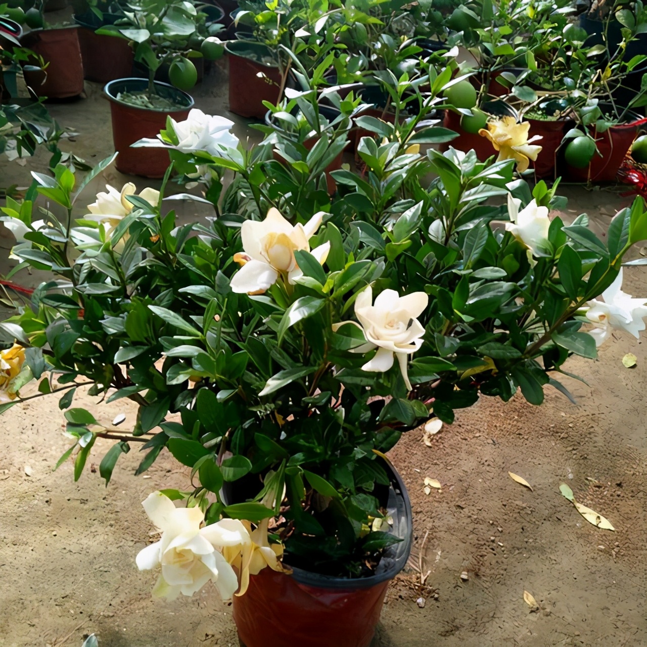 又香又适合阳台养的花,什么带香味的花室内养好看