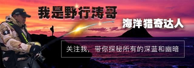 *哥涛**瞎唠：钓鱼致富痴人说梦？在这座城市有人靠钓鱼月入10万