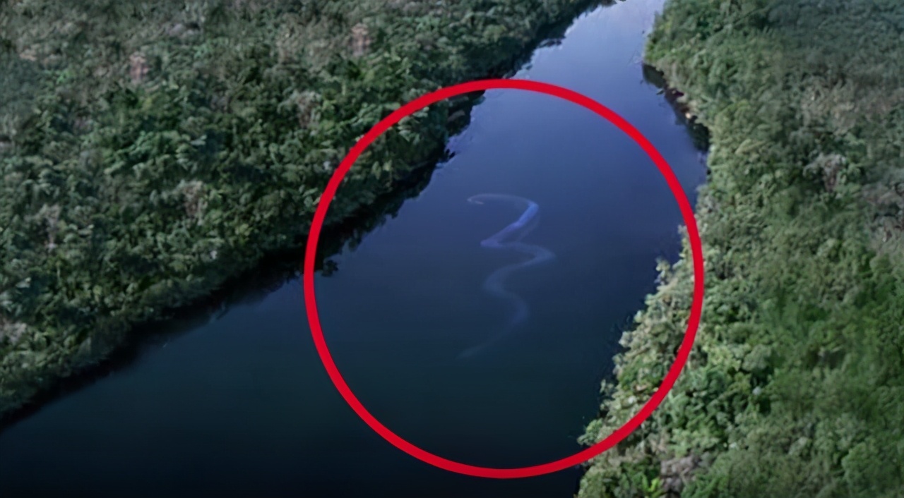 被蟒蛇吃进肚子可以靠刀自救吗,在雨林被毒蛇咬了该怎么办