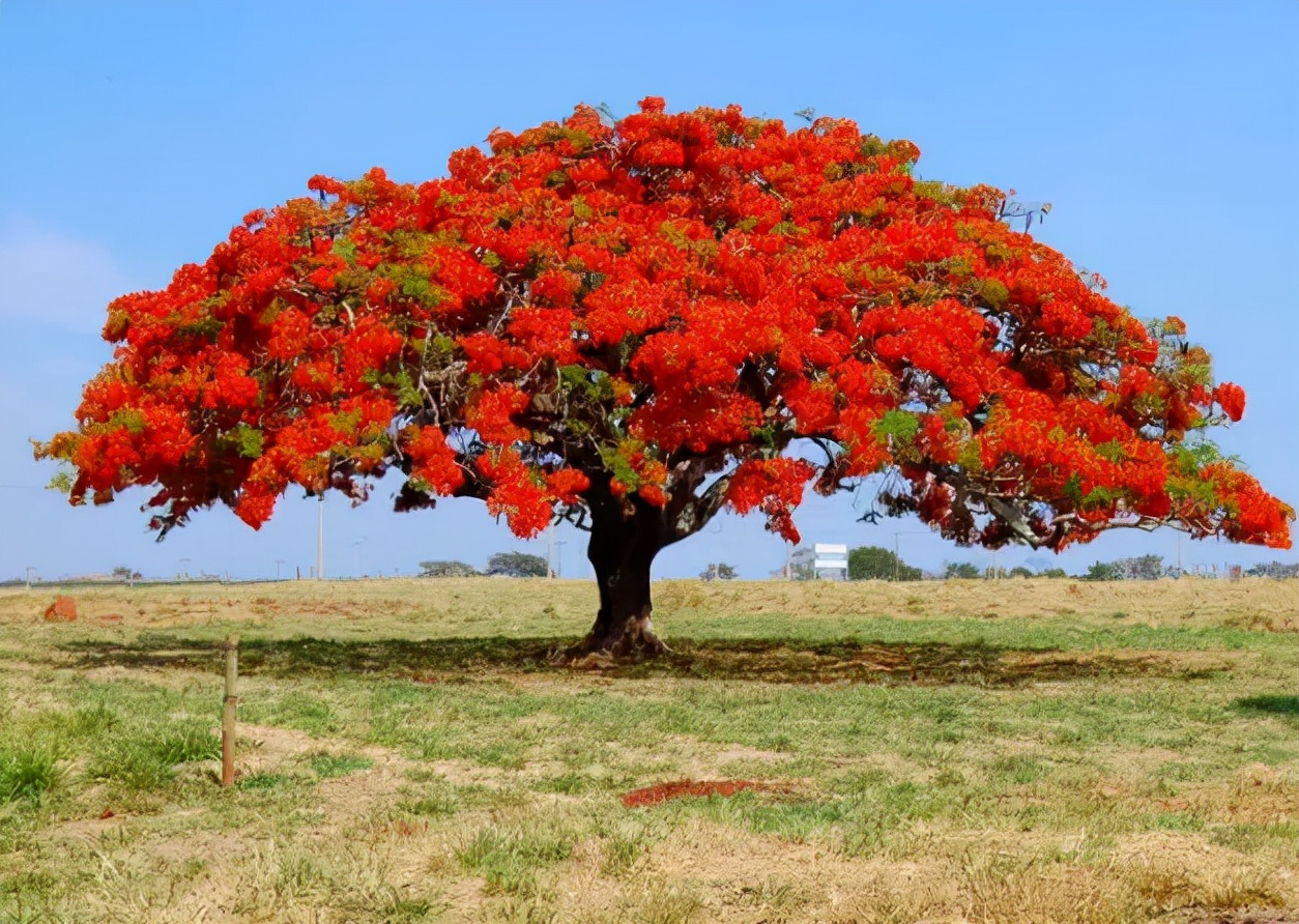 世界上最美丽的10种花,世界上最美的十大植物