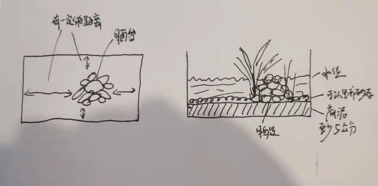 关于泥水养龟,掌握正确养龟方法