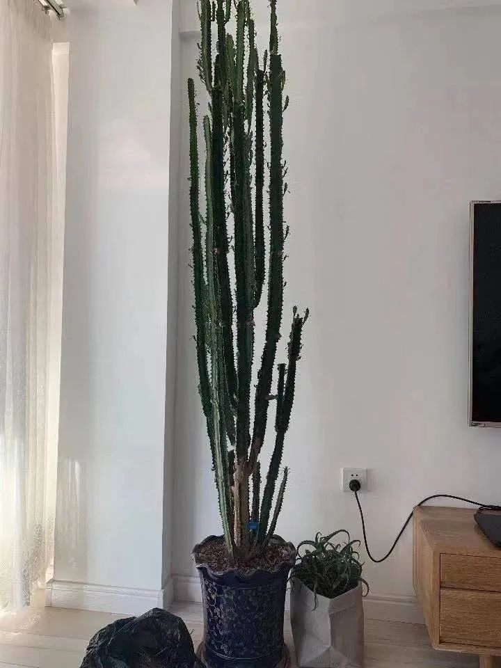 家里适合养花镇宅,懒人养花养什么树好养呢