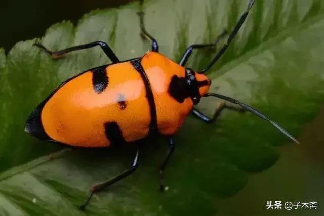 柑橘大实蝇和柑橘小实蝇常规虫害,柑橘虫害高清图谱及防治方法
