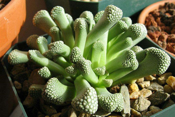 多肉天女属,用美丽的名字诱惑你买,用奇特的长相颠倒你的审美!