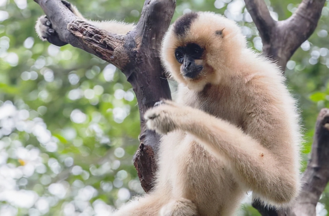 长臂猿真的会吃肉吗,巨猿捕食猴子