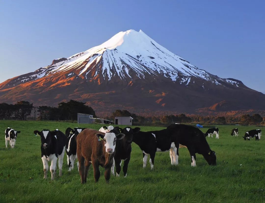 新西兰为什么那么发达,新西兰为什么这么牛