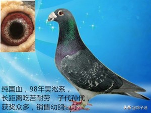 赛鸽眼睛长东西,赛鸽血统重要还是个体重要