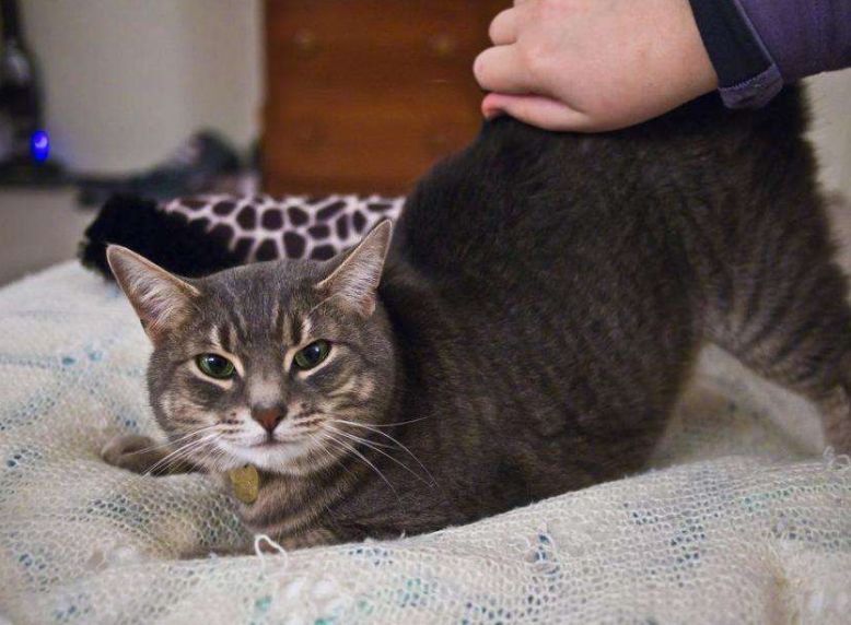 当猫咪让你摸这“5个部位”，证明它悄悄爱上你了