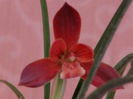 豆瓣兰养护方法,豆瓣兰深养还是浅养