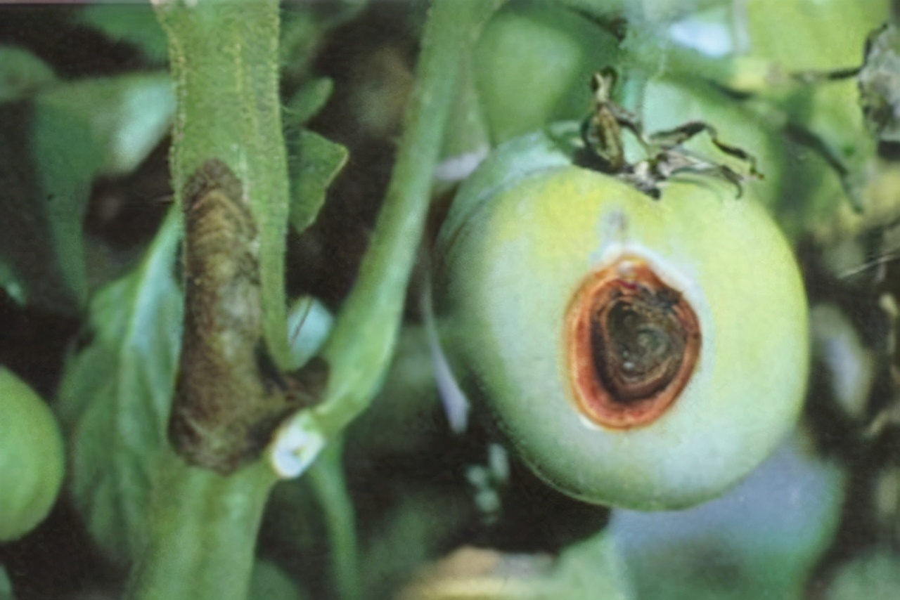 哪个药治番茄细菌性叶斑病好,番茄白粉病和灰叶斑病用什么药