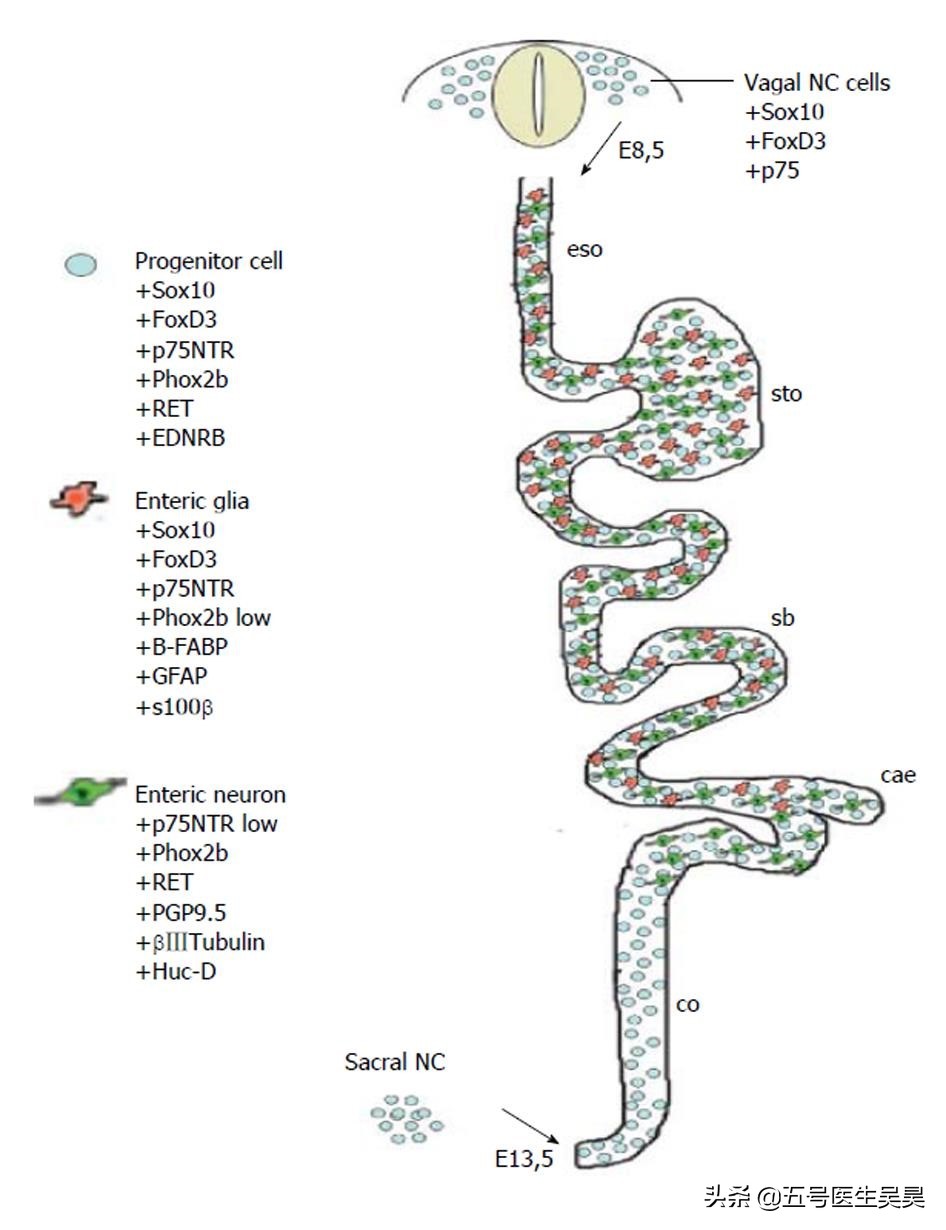 肠易激综合征引起的便秘吃什么药,反复便秘吃什么通便最快