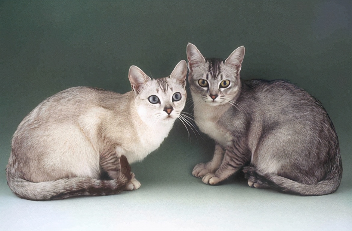 30种常见的猫,20种常见猫咪