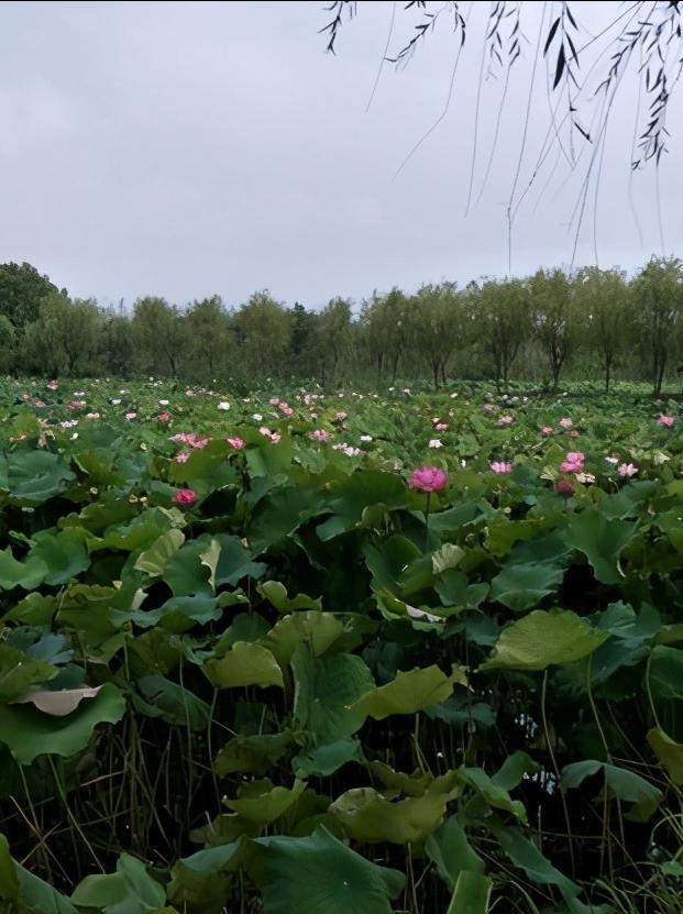 浅谈全国34个省级区域之华东篇：江苏省—宿迁市