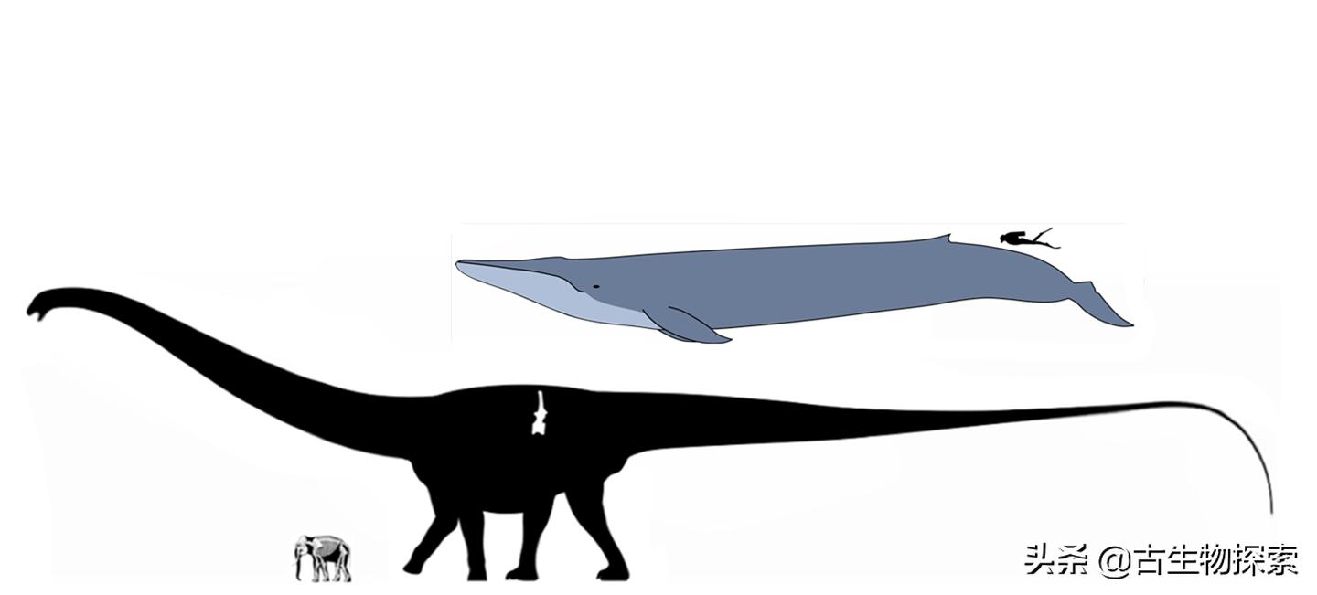 各种蜥脚类恐龙体型大小,蜥脚类恐龙大小比较图