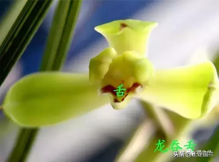 兰花知识大全100种,兰花鉴赏术语100条