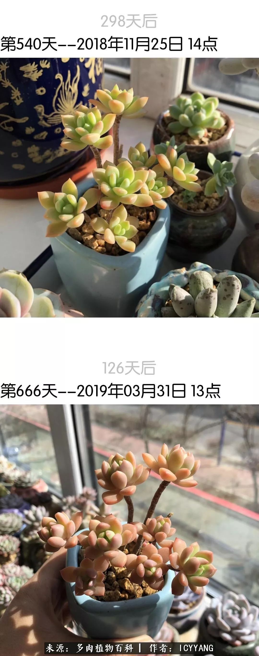 室内阳台多肉的养护方法,景天多肉养护