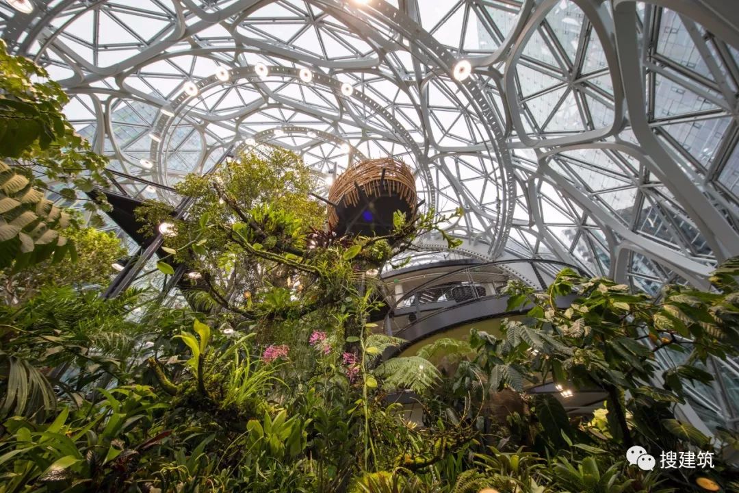亚马逊总部室内植物园,亚马逊总部绿植