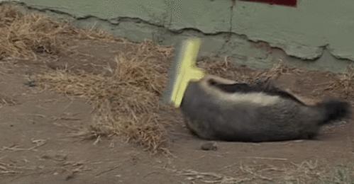 蜜獾不怕毒蛇吗,蜜獾无所畏惧