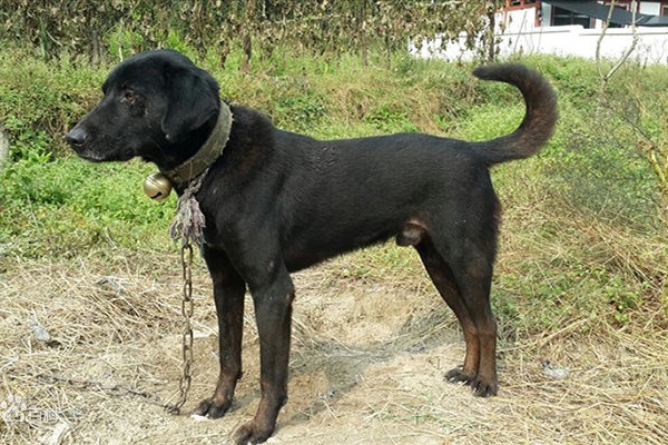 骁勇善战的青川犬，堪称团队作战的楷模