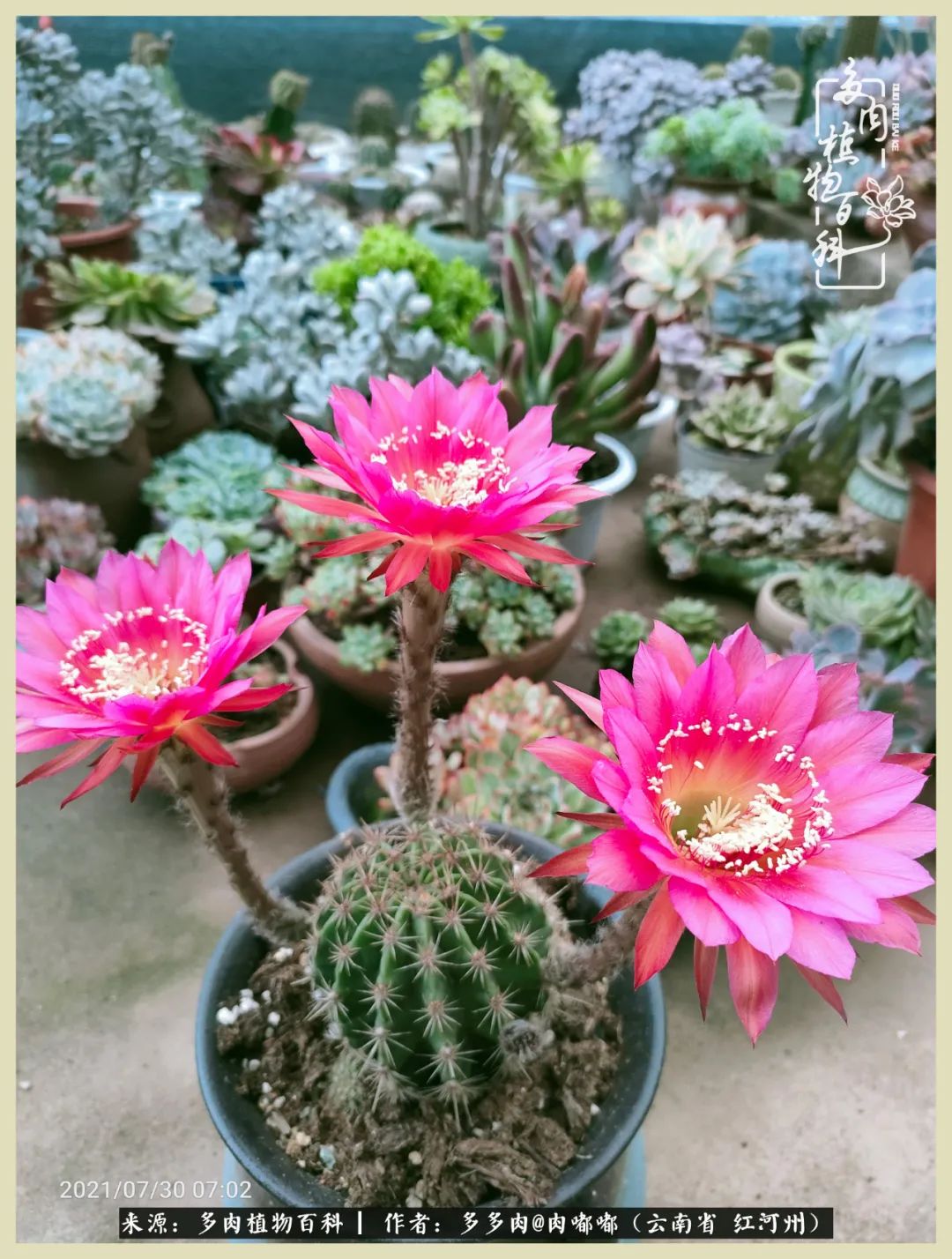 这个春天我们一起去赏花,这个季节我们一起去看花