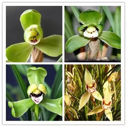 史上最全的花卉介绍，认识超过30种以上绝对是大神