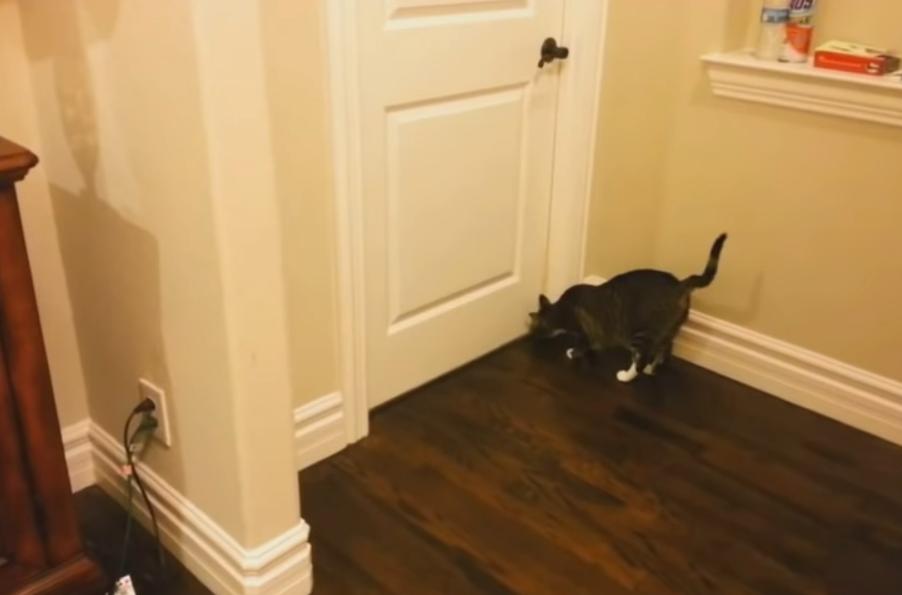 猫咪为什么喜欢坐在门口,猫咪一直跟着你喵喵叫是什么意思